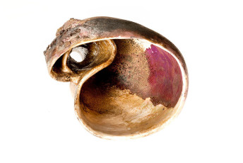 Shell Like
